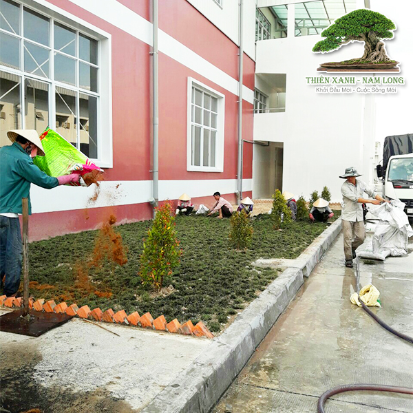Cung cấp cây xanh